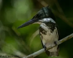 Chloroceryle amazona