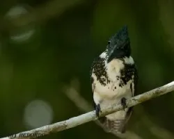 Chloroceryle amazona