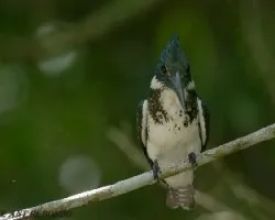 Chloroceryle amazona