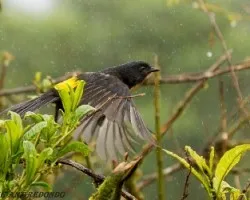 Phainoptila melanoxantha