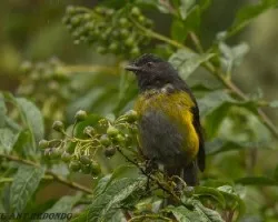 Phainoptila melanoxantha