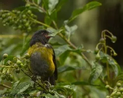 Phainoptila melanoxantha