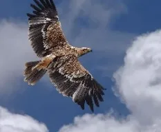 Buteo buteo