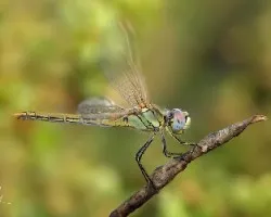 anisoptera
