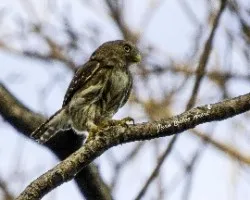 Glaucidium brasilianum