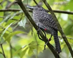Cymbilaimus lineatus