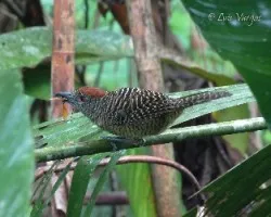 Cymbilaimus lineatus