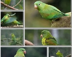 Brotogeris jugularis