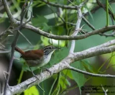 Thryothorus rufalbus