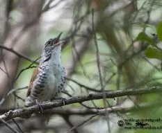 Pheugopedius pleurostictus