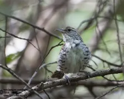 Pheugopedius pleurostictus