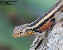 Sceloporus variabilis