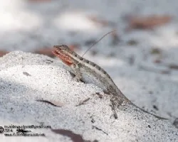 Sceloporus variabilis