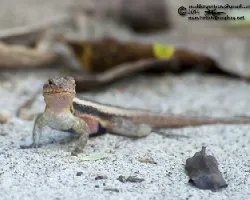 Sceloporus variabilis
