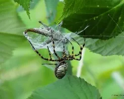 Argiope bruennichi