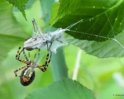 Argiope bruennichi