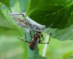 Argiope bruennichi