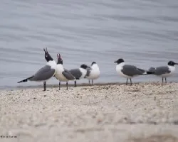 Leucophaeus atricilla