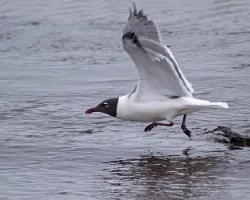 Leucophaeus atricilla