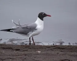 Leucophaeus atricilla