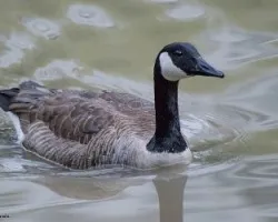 Branta canadensis