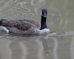 Branta canadensis