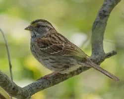 Zonotrichia albicollis