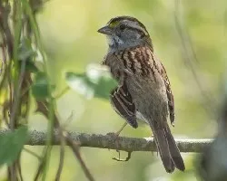 Zonotrichia albicollis