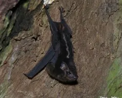 Saccopterix bilineata