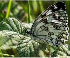 Melanargia lachesis 