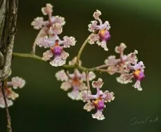  Trichocentrum carthagenense