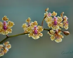Trichocentrum carthagenense
