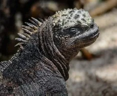 Amblyrhynchus cristatus