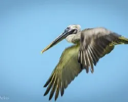 Pelecanus occidentalis