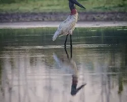 Jabiru mycteria