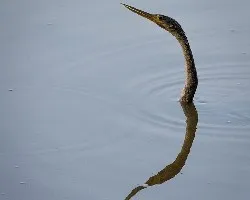 Anhinga anhinga
