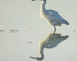 Egretta caerulea