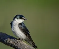 Tachycineta albilinea