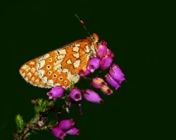 Euphydryas aurinia