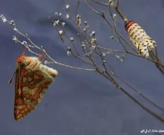 Mariposa recien nacida