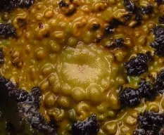 Líquenes crustáceos