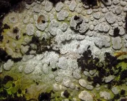 Líquenes crustáceos
