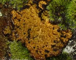 Líquenes crustáceos