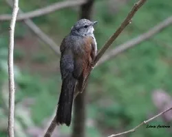 Myadestes occidentalis