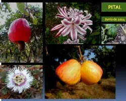 Floreciendo y fructificando