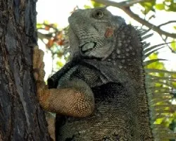 Iguana iguana
