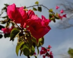 Bougainvillea spectabilis