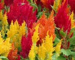 Celosia argentea 