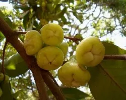 Syzygium jambos
