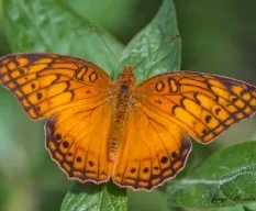 Euptoieta hegesia hoffmanni